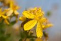 Hypericum richeri